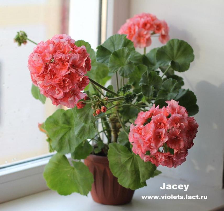 Пеларгония Jacey 3