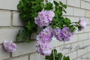 Пеларгония Jacky Gauld