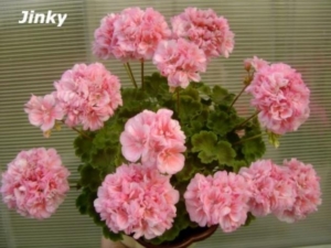 Пеларгония Jinky