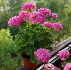 Пеларгония Jip’s Freda Burges