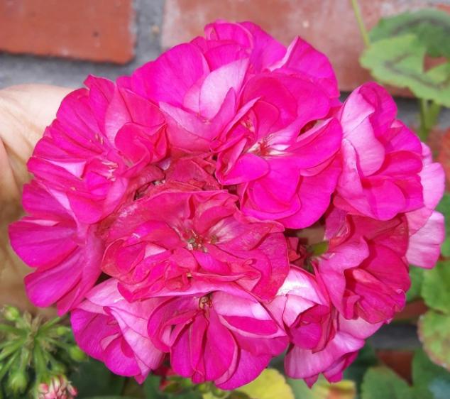 Пеларгония Jubilee Rose 2
