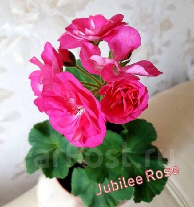 Пеларгония Jubilee Rose 3