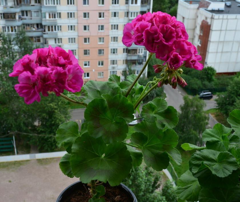 Пеларгония Jubilee Rose 4