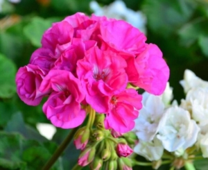 Пеларгония Jubilee Rose