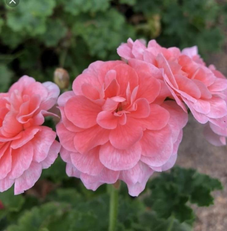 Пеларгония Кара Роза (Cara Rosa) 3