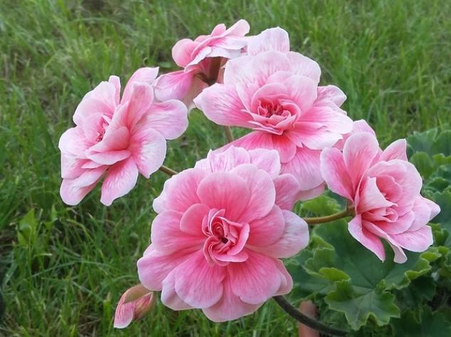 Пеларгония Кара Роза (Cara Rosa) 4