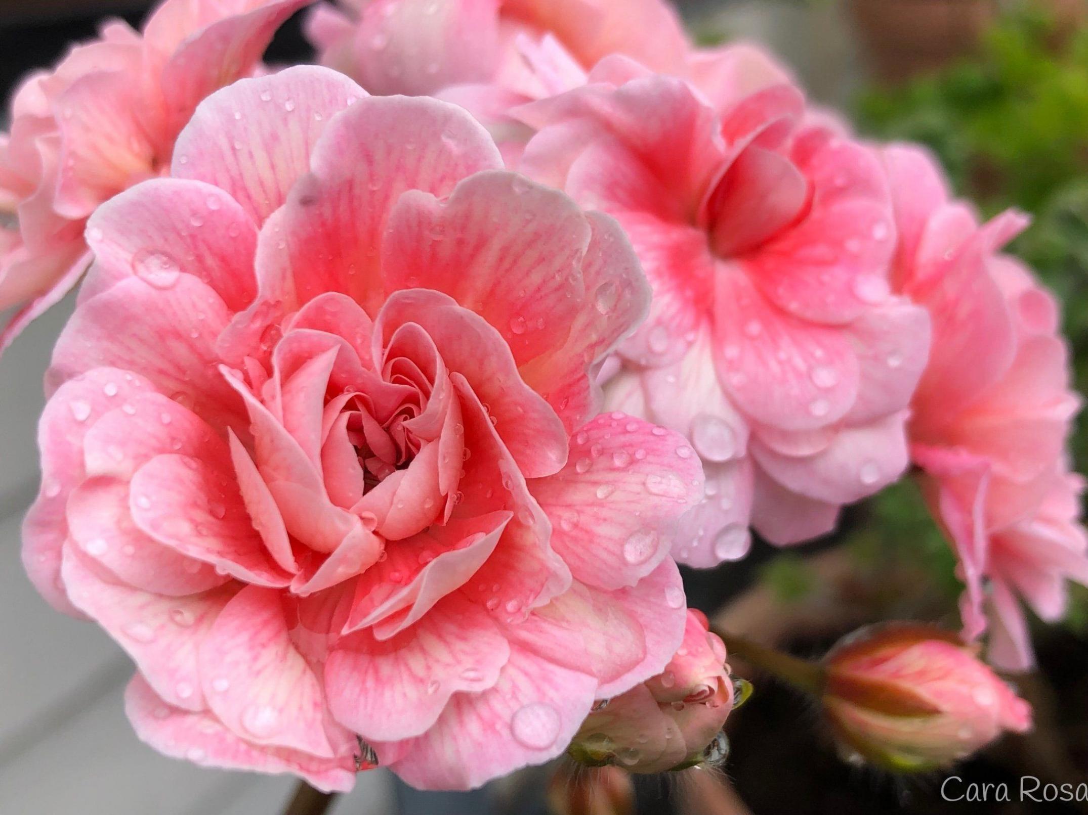 Пеларгония Кара Роза (Cara Rosa) 5