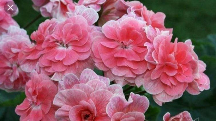 Пеларгония Кара Роза (Cara Rosa)