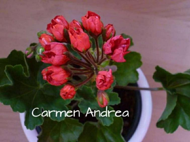 Пеларгония Кармен Андреа (Carmen Andrea) 2