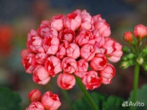 Пеларгония Херма