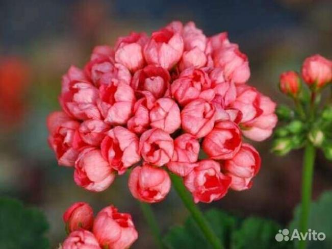 Пеларгония Херма