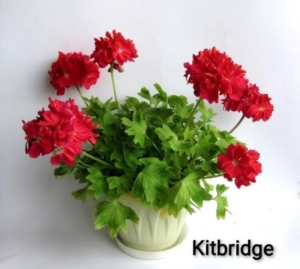 Пеларгония Kitbridge
