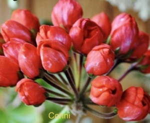 Пеларгония Конни (Conny)