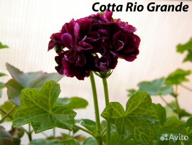Пеларгония Котта Рио Гранд (Cotta Rio Grande) 3