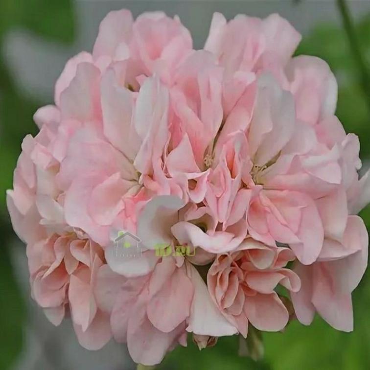 Пеларгония Квин Ингрид (Queen Ingrid) 2