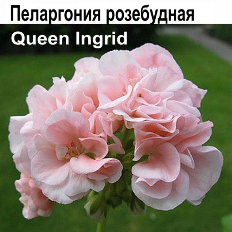 Пеларгония Квин Ингрид (Queen Ingrid) 3