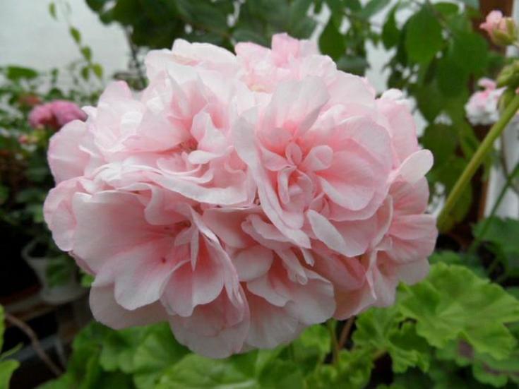 Пеларгония Квин Ингрид (Queen Ingrid) 4