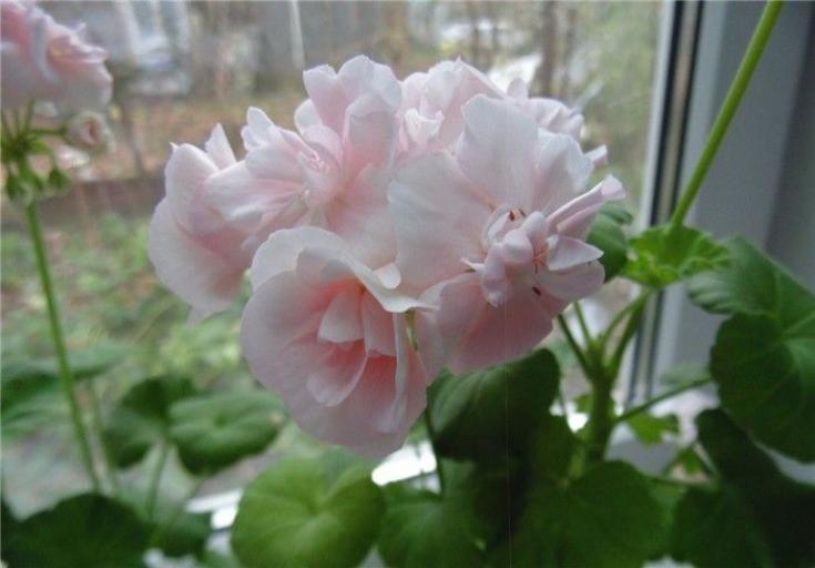 Пеларгония Квин Ингрид (Queen Ingrid) 5