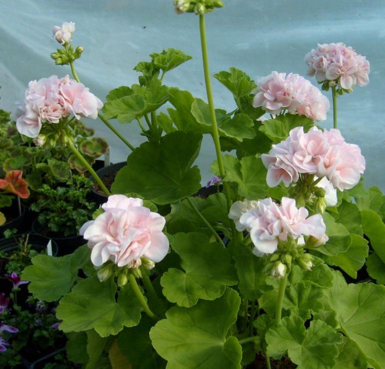Пеларгония Квин Ингрид (Queen Ingrid) 6
