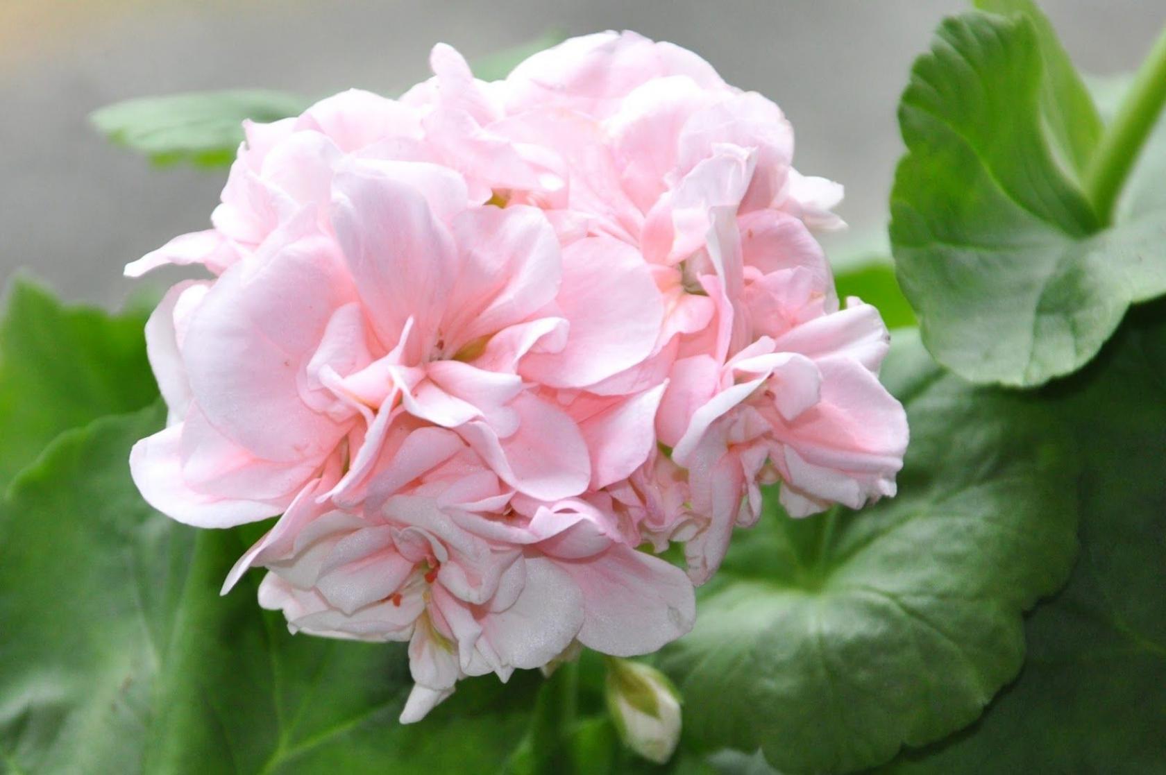 Пеларгония Квин Ингрид (Queen Ingrid) 7