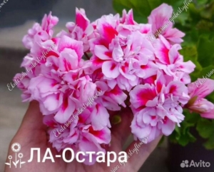 Пеларгония ЛА-Остара