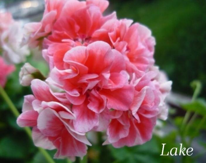 Пеларгония Лаке ( Lake) 3