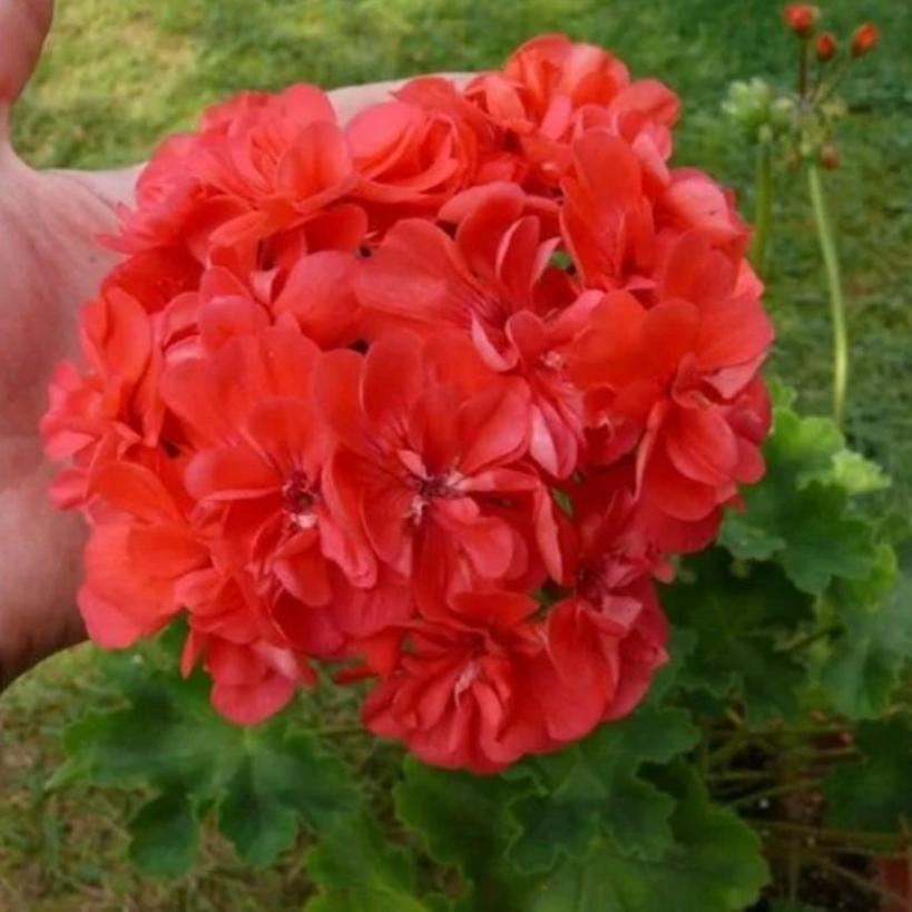 Пеларгония Лара Альф 4