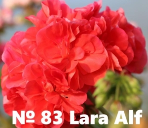 Пеларгония Лара Альф