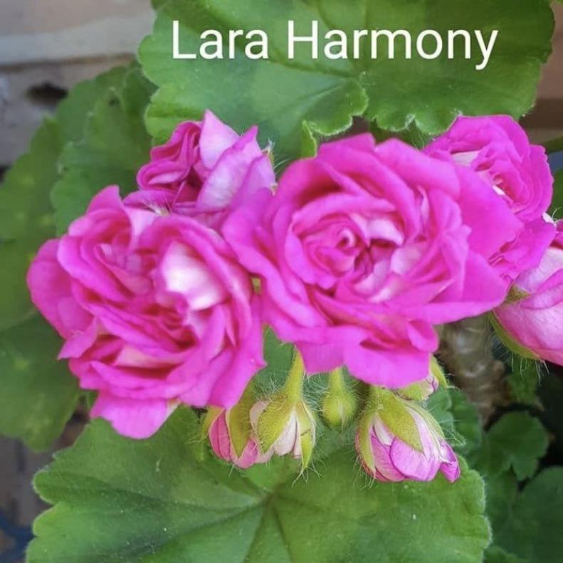 Пеларгония Лара Гармония (lara Harmony) 6