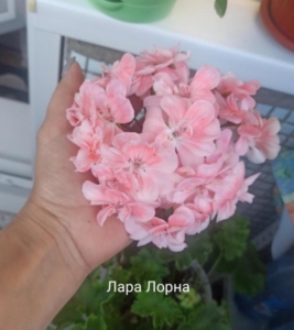Пеларгония Лара Лорна (Lara Lorna)