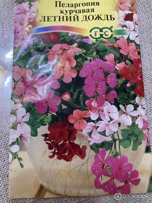 Пеларгония Летний дождь 3