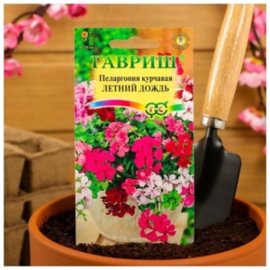 Пеларгония Летний дождь