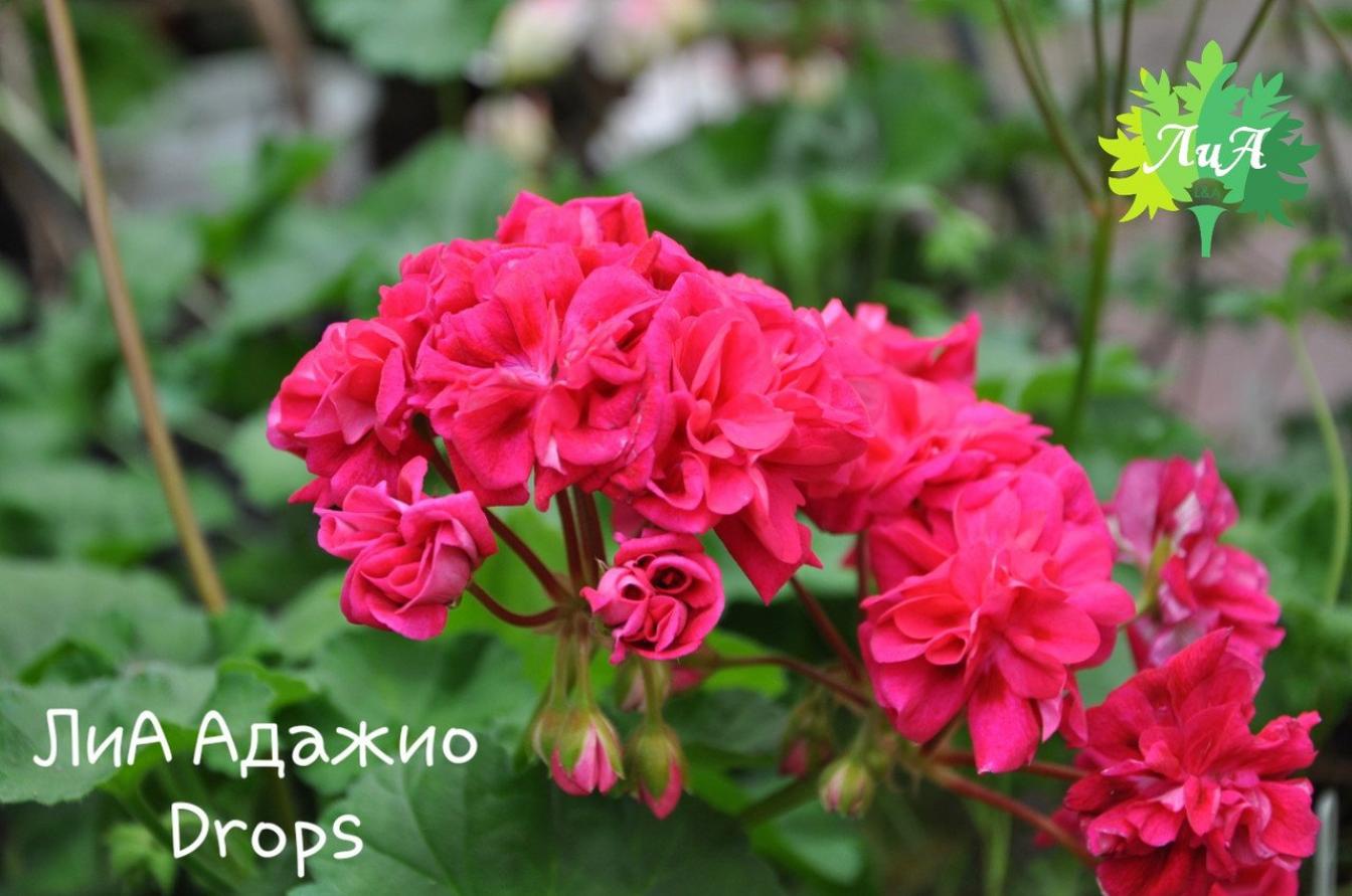 Пеларгония ЛиА Адажио Drops 3