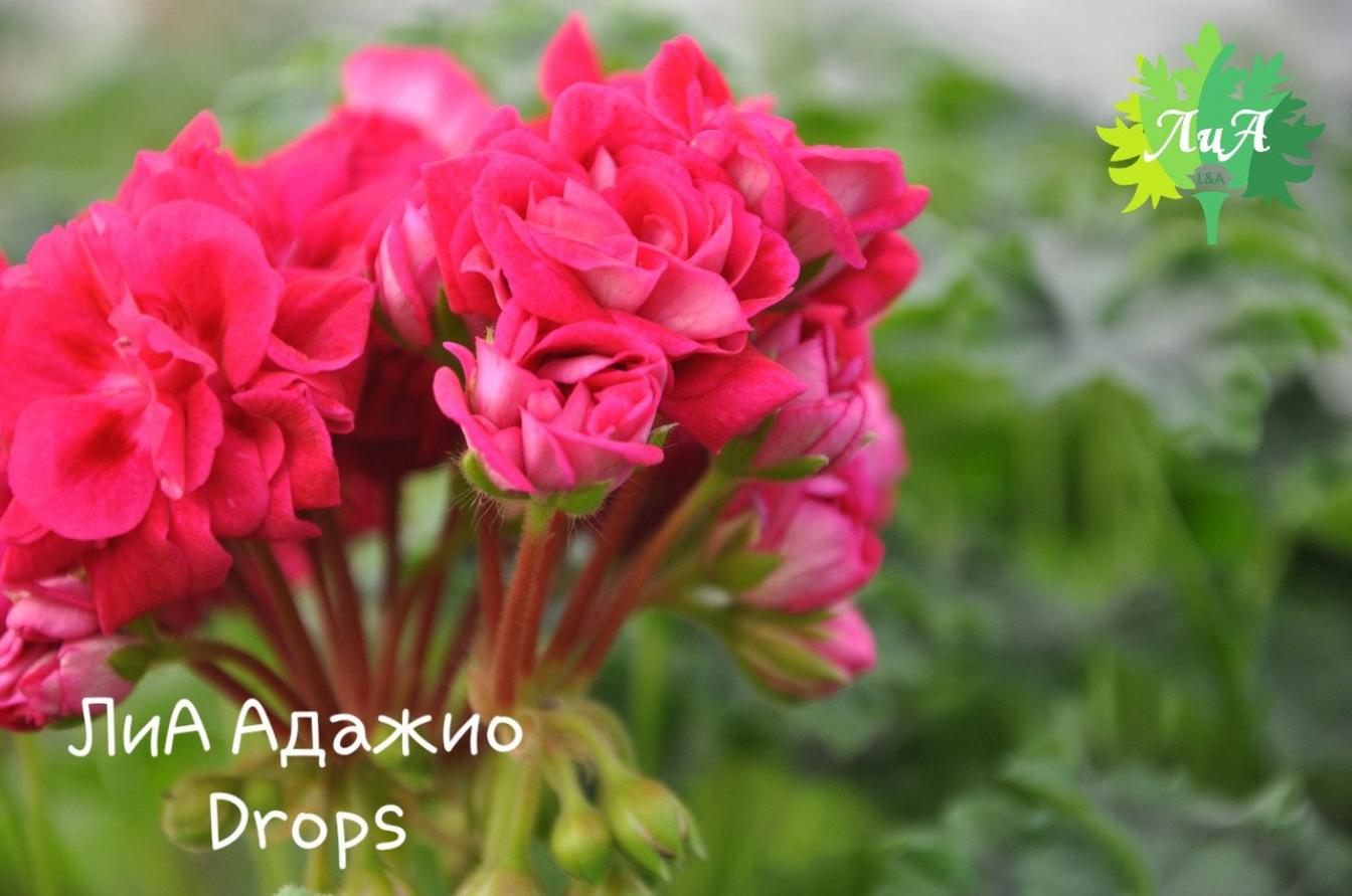 Пеларгония ЛиА Адажио Drops 4