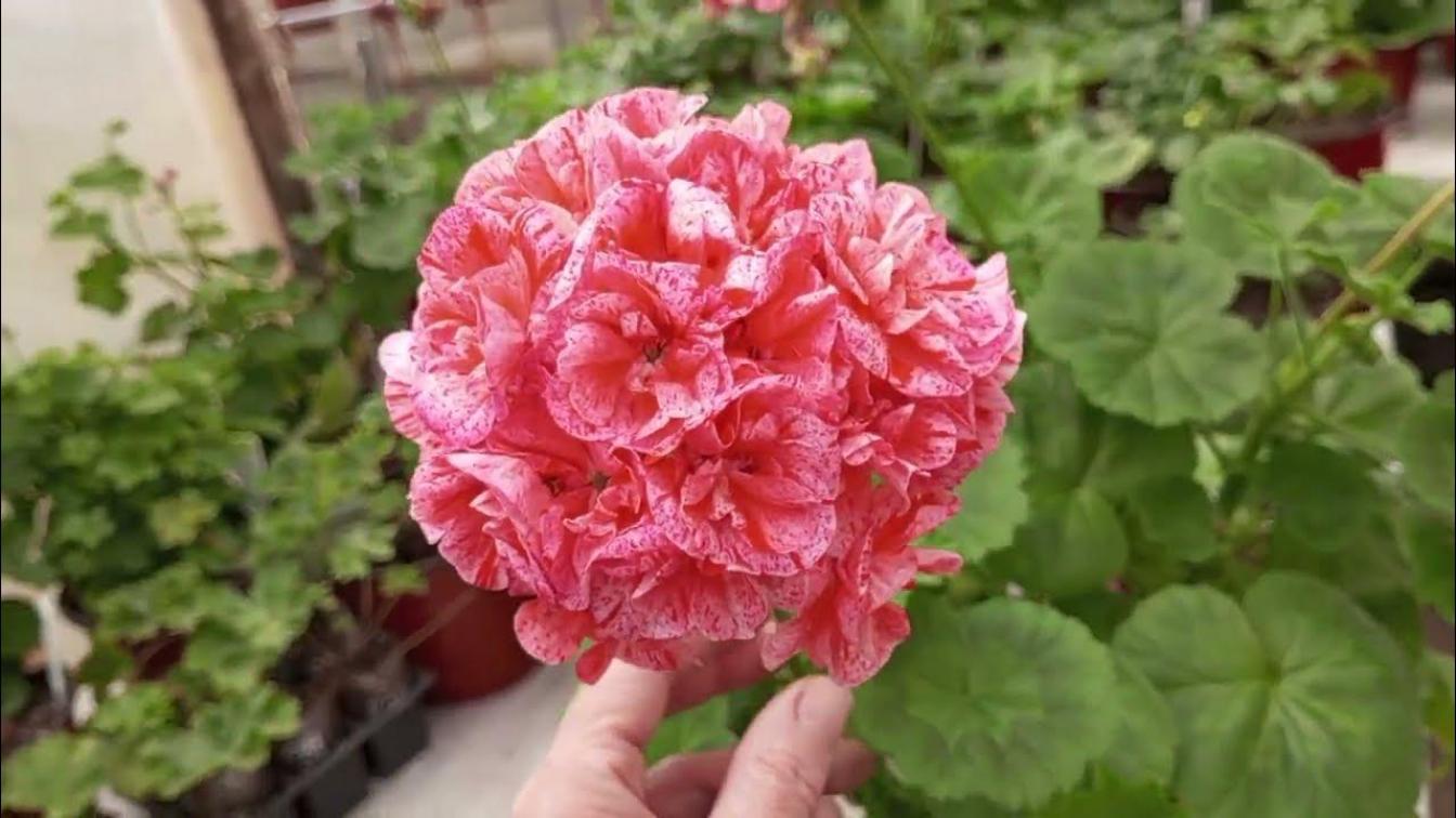 Пеларгония ЛиА Фиеста