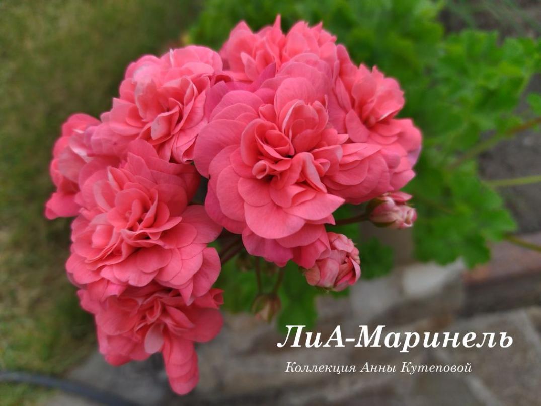 Пеларгония ЛиА Маринель 2