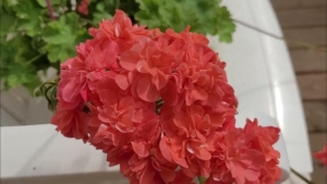 Пеларгония ЛиА Маринель