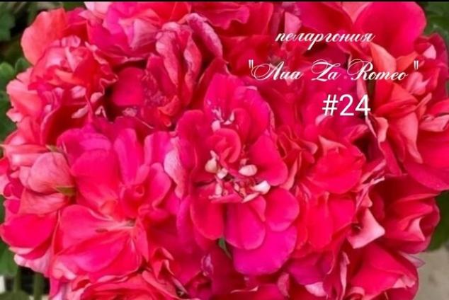 Пеларгония ЛиА ZA Ромео 3