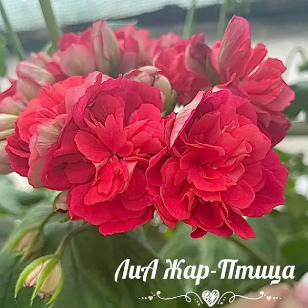 Пеларгония ЛиА Жар-Птица 4