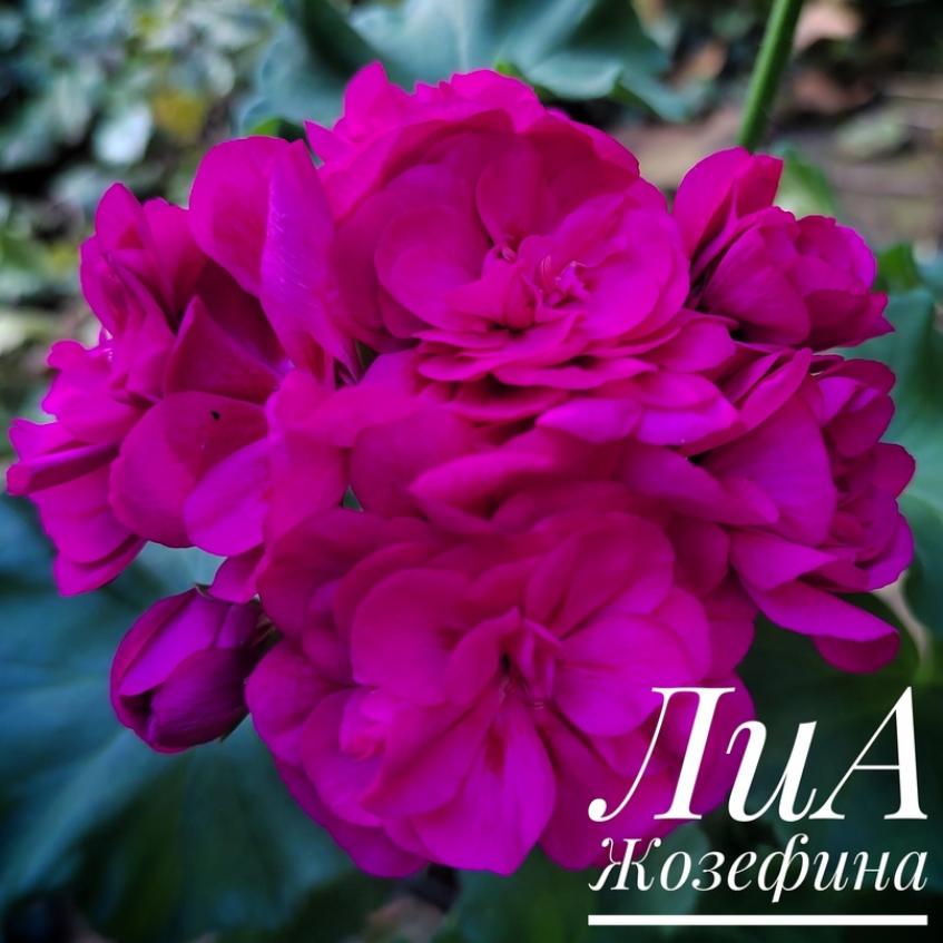 Пеларгония ЛиА Жозефина 3