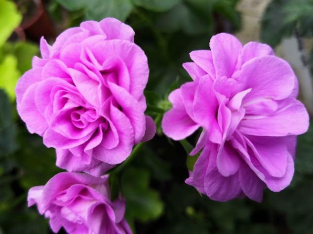 Пеларгония Lilac Rose 2