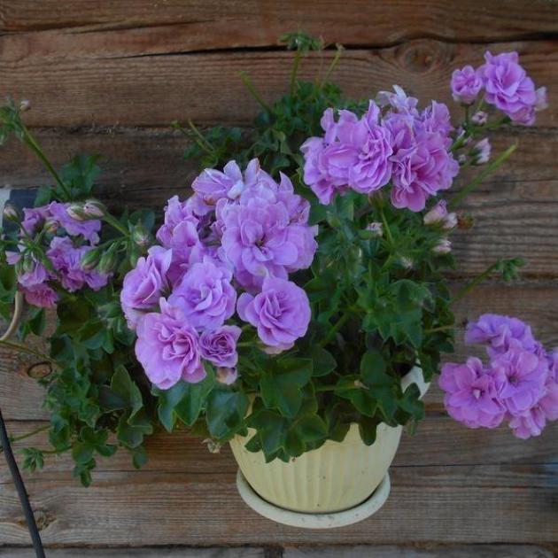 Пеларгония Lilac Rose 3