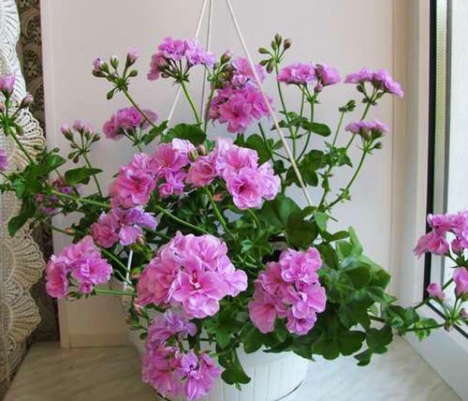 Пеларгония Lilac Rose 4