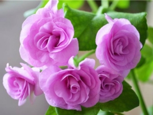 Пеларгония Lilac Rose