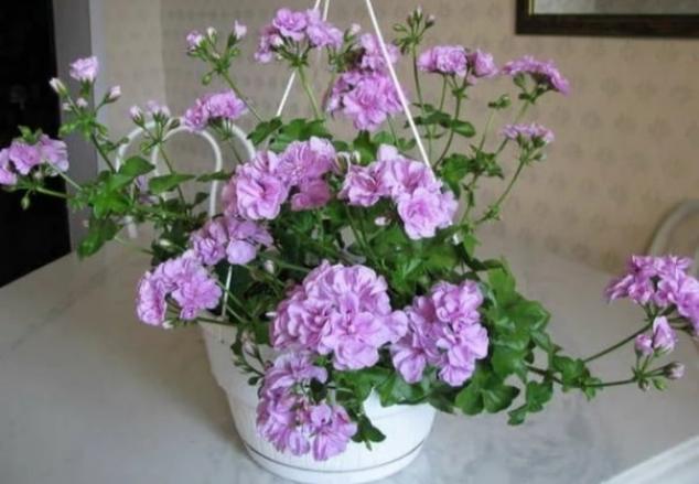 Пеларгония Lilac Rose 5