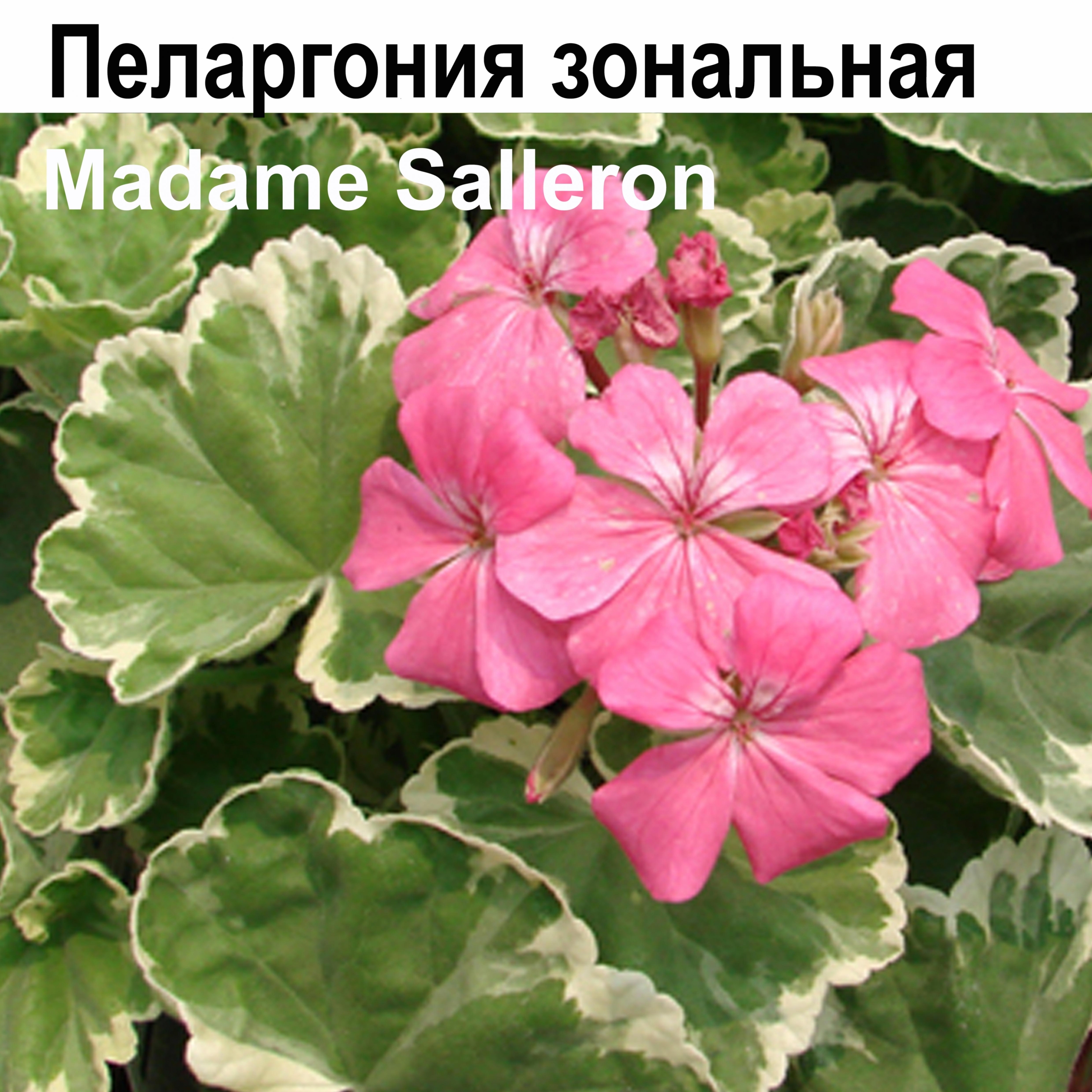 Пеларгония Мадам Саллерон 6