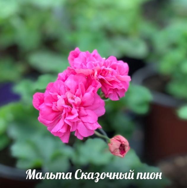 Пеларгония МальТа Сказочный Пион 5
