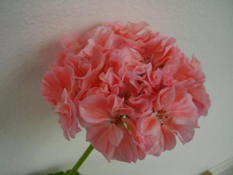 Пеларгония Marbacka Rose 2