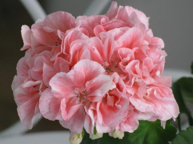 Пеларгония Marbacka Rose 3