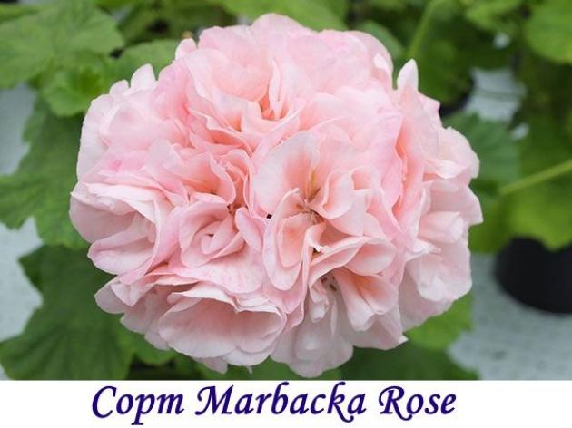 Пеларгония Marbacka Rose 4
